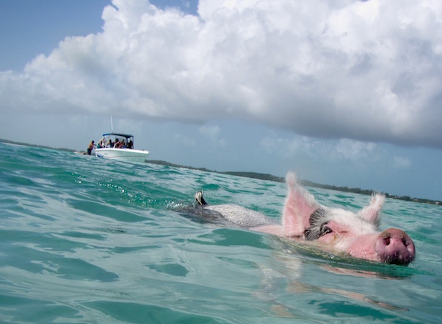 Exuma’s swimming pigs hit Forbes Life