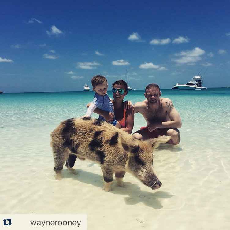 Rooney swims with pigs in the Bahamas