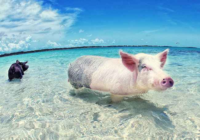 Its a fact: Pigs are natural and strong swimmers!