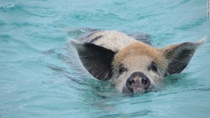 160919111140-snorkeling-bahamas-pig-exlarge-169