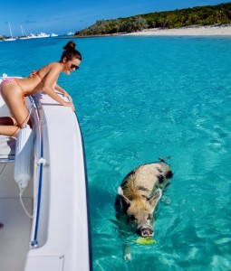 Swimming-Pigs-Bahamas-3