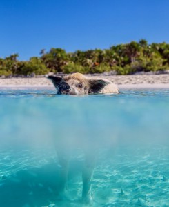 Swimming-Pigs-Bahamas-8