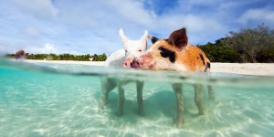 swimming-pigs-1_zpst1s6vtmx