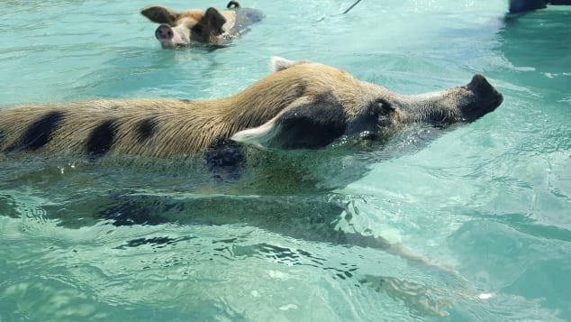 Blog | When Pigs Swim Exuma