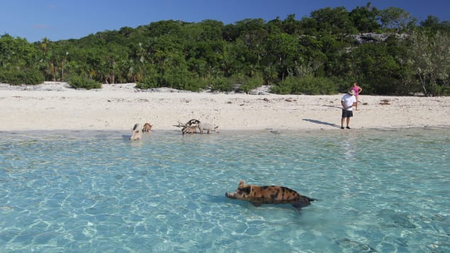 Blog | When Pigs Swim Exuma