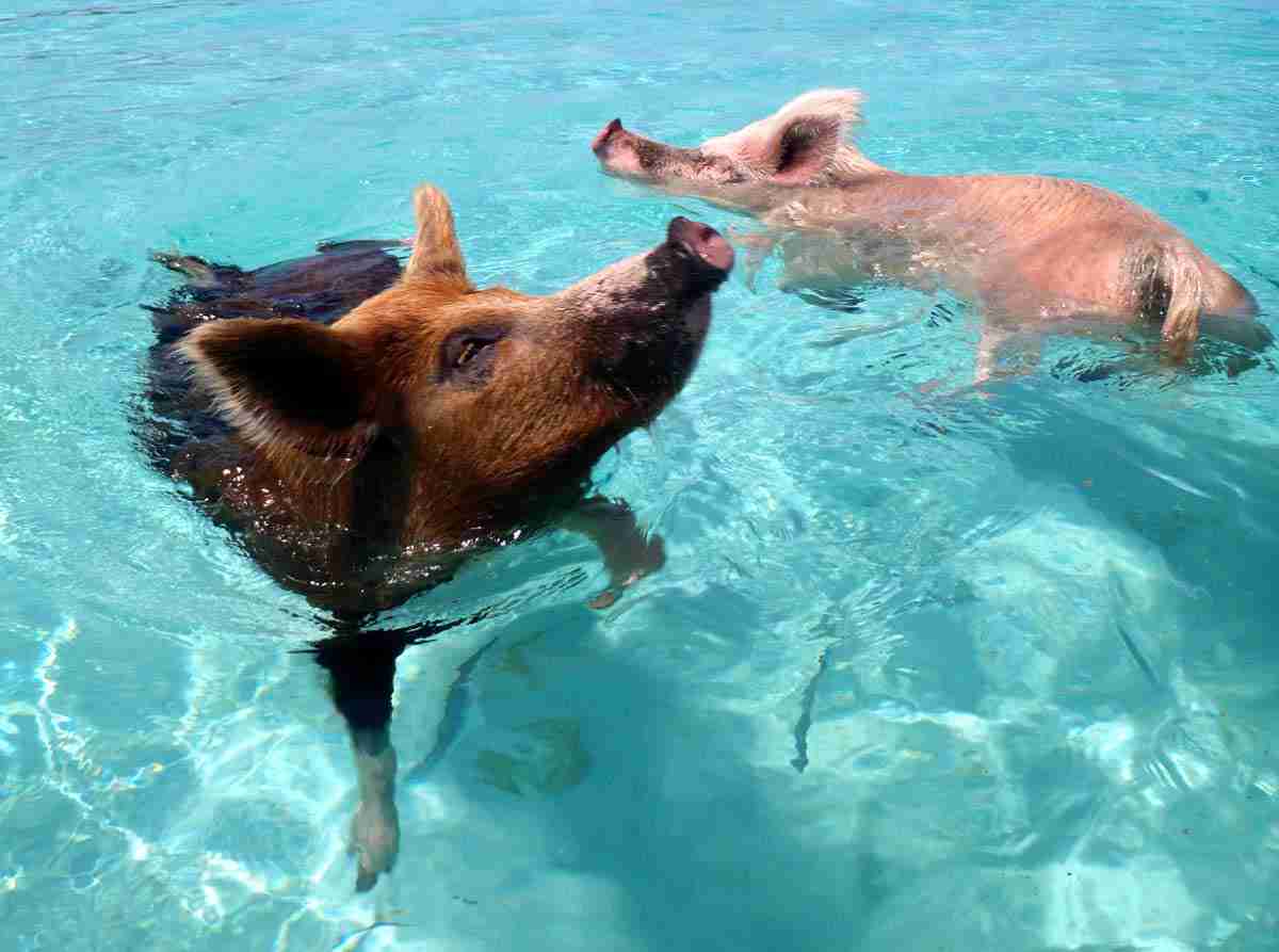 bahamas-swimming-feral-pigs.jpg
